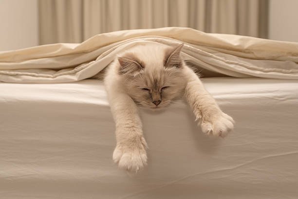 Cat relaxing on cosy bed