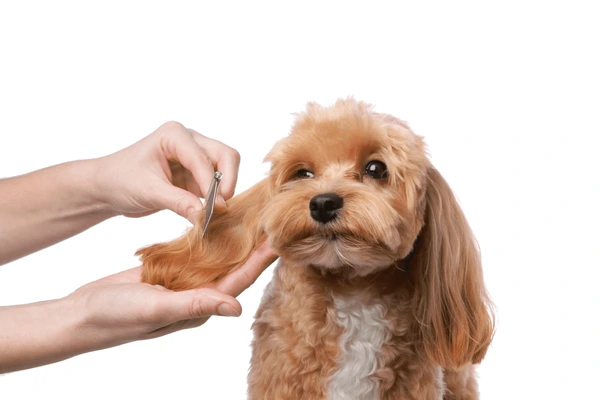 Dog being groomed
