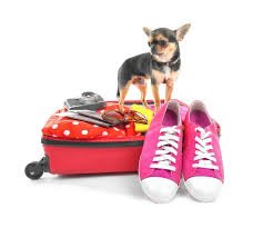 Dog ready for travel adventure
