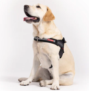 Dog wearing harness on walk