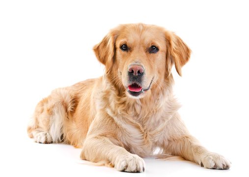 Happy golden retriever dog