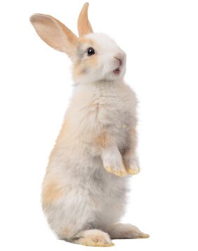 Cute white rabbit